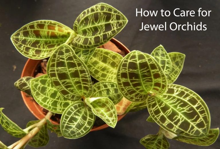 How to Care for Jewel Orchids
