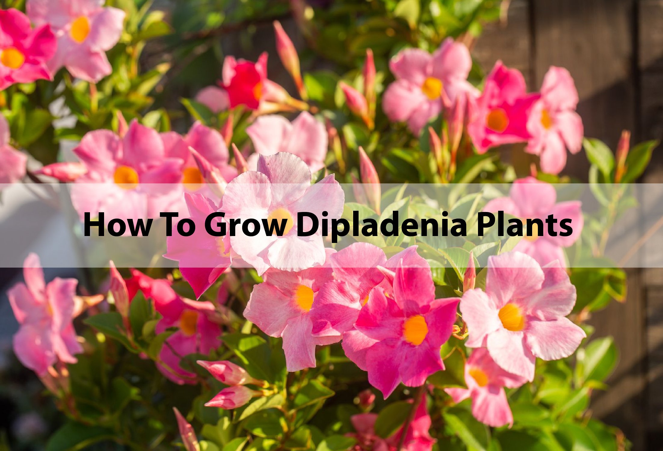 How To Grow Dipladenia Plants (And Why They’re Different To Mandevilla)