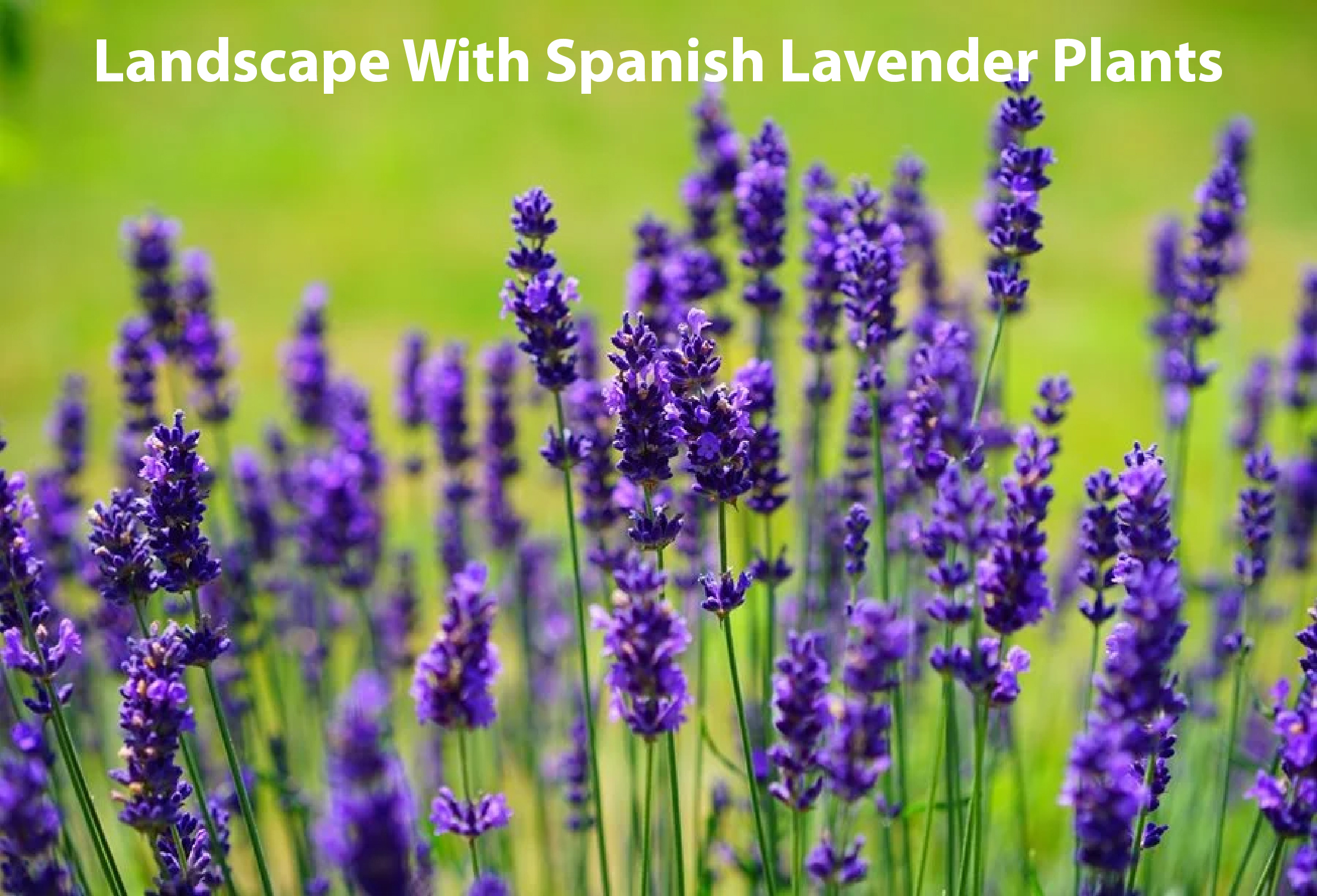 Landscape With Spanish Lavender Plants