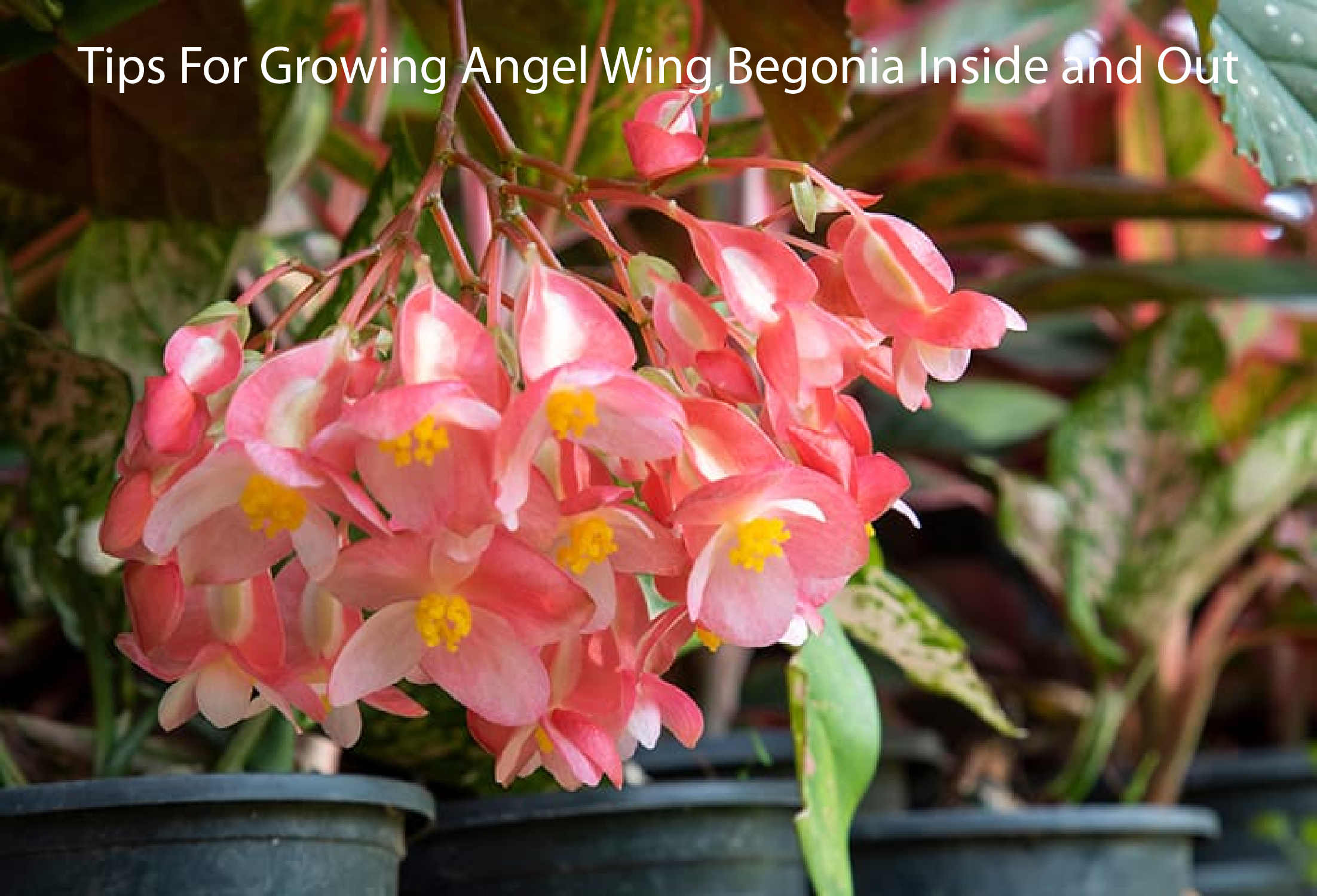Tips For Growing Angel Wing Begonia Inside and Out