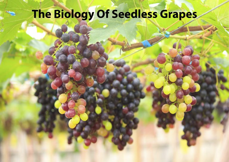 The Biology Of Seedless Grapes