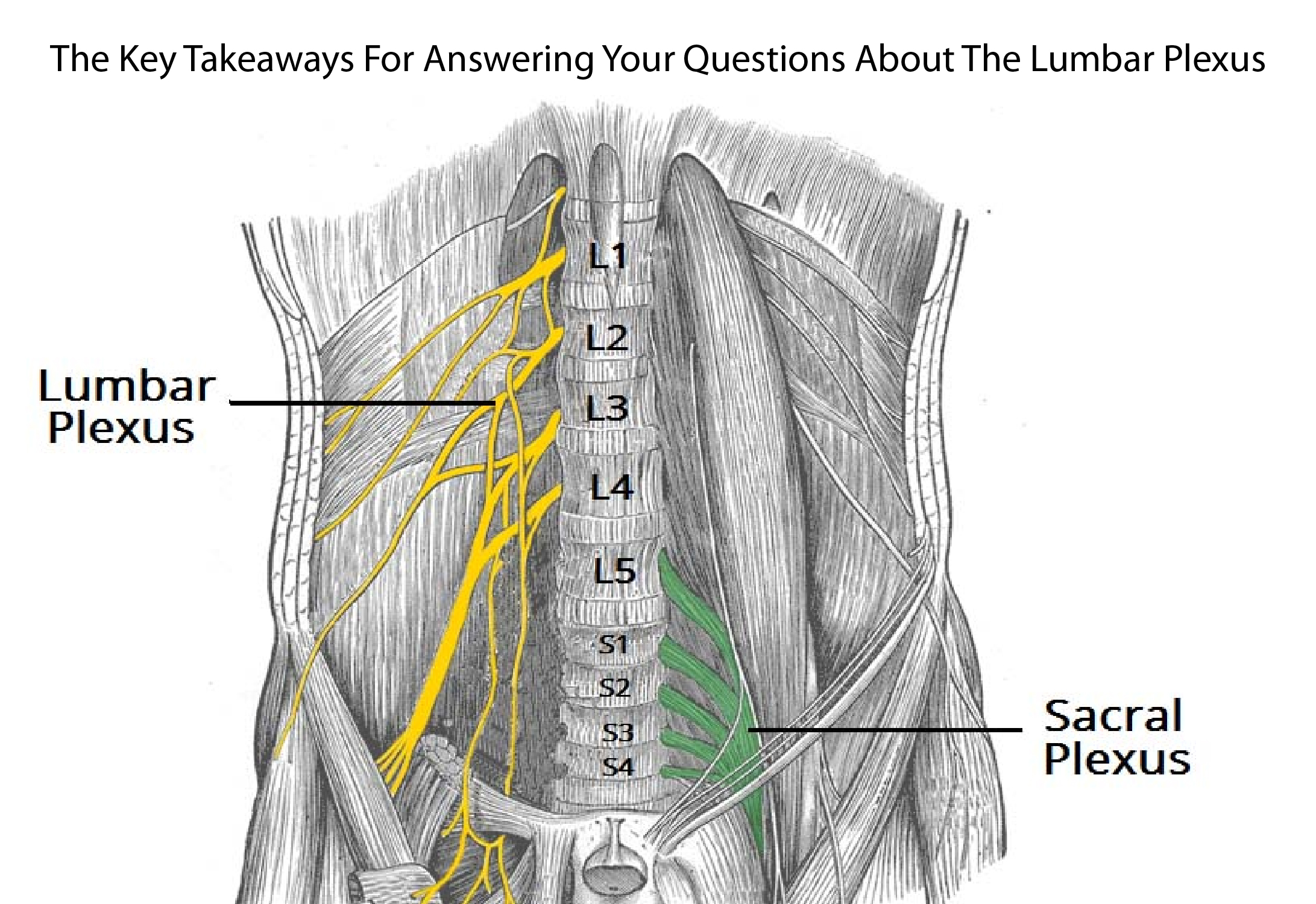 The Key Takeaways For Answering Your Questions About The Lumbar Plexus