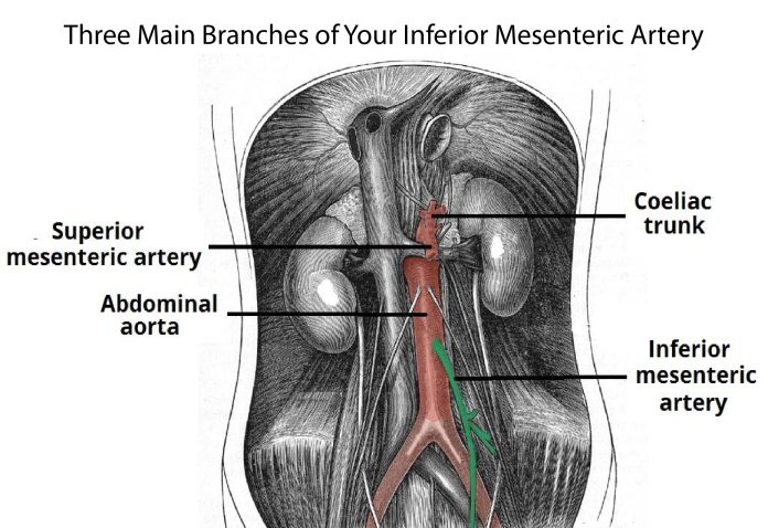 Three Main Branches of Your Inferior Mesenteric Artery