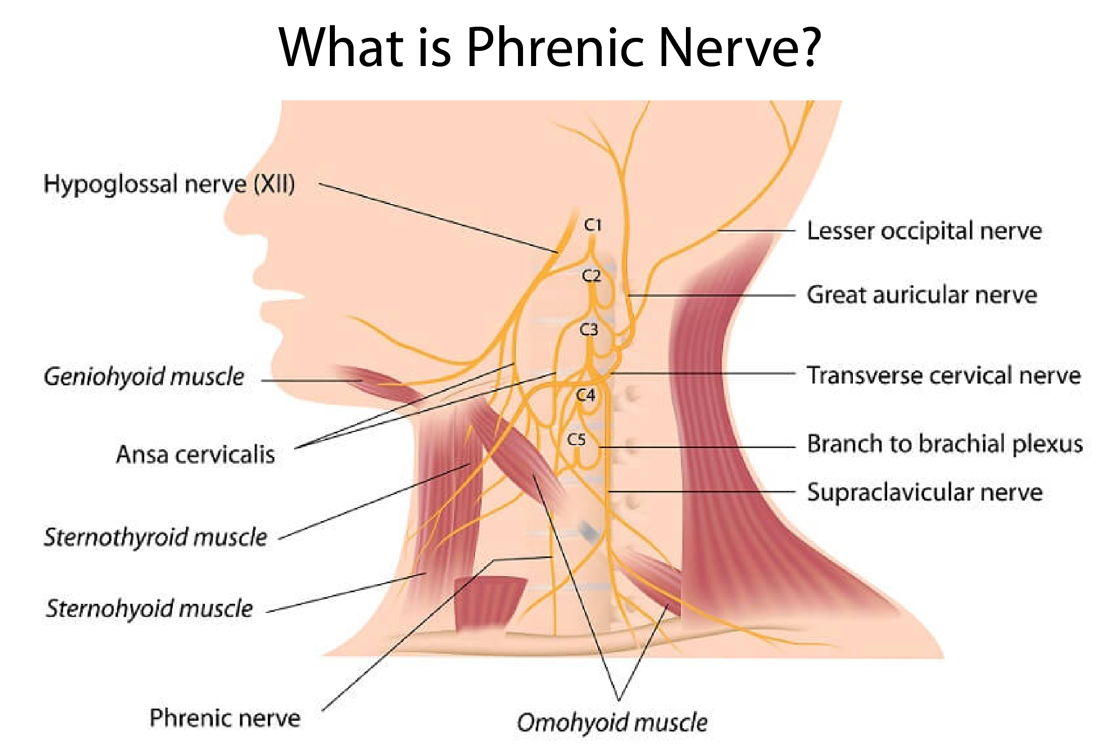 What is Phrenic Nerve?