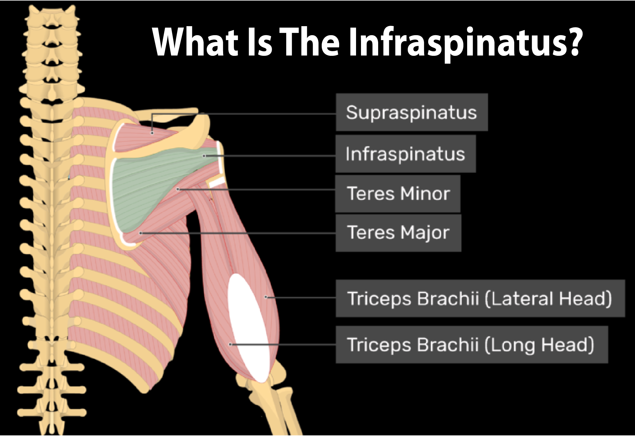 What Is The Infraspinatus?