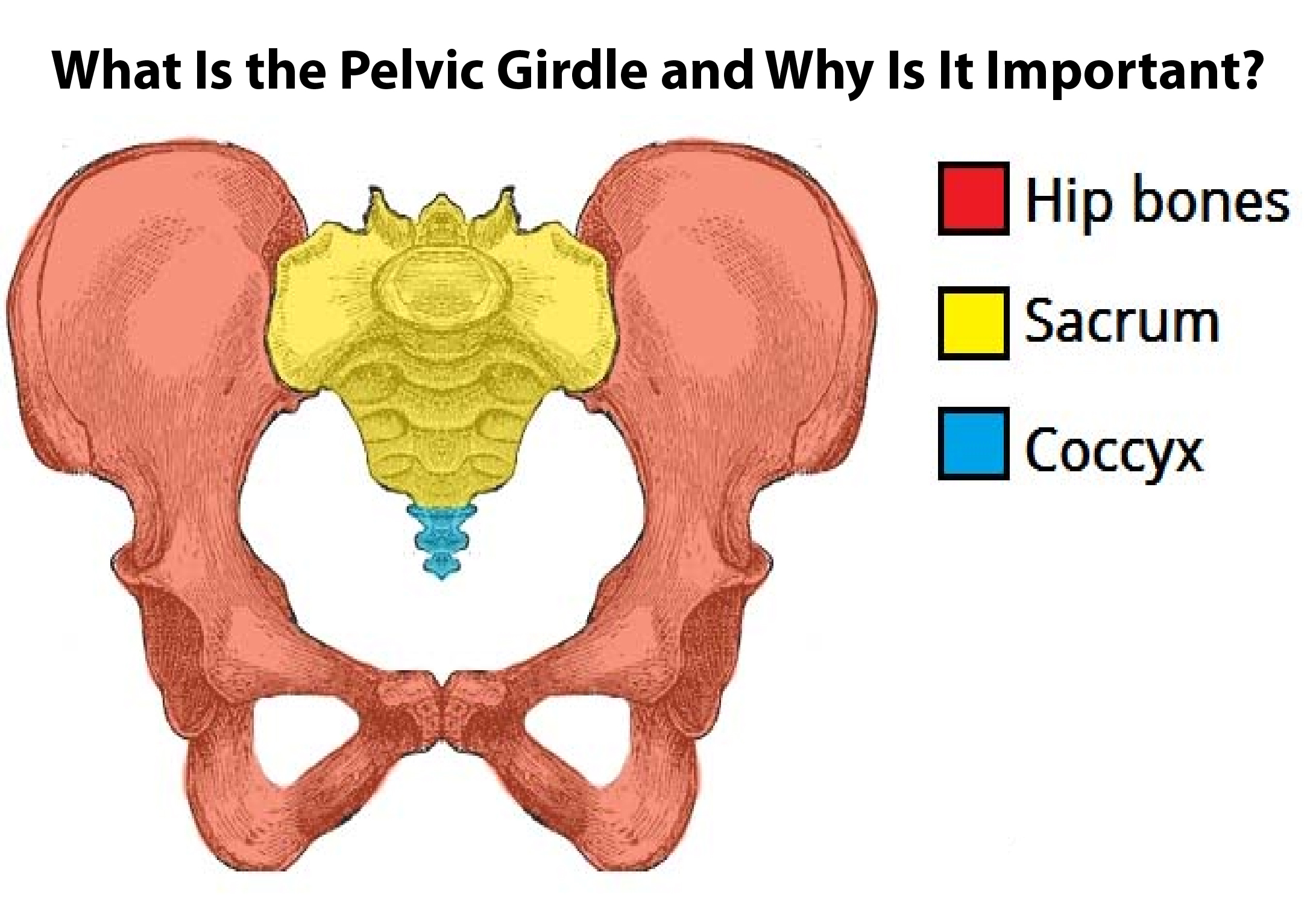 What Is the Pelvic Girdle and Why Is It Important?