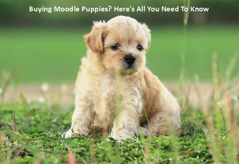 Buying Moodle Puppies? Here’s All You Need To Know