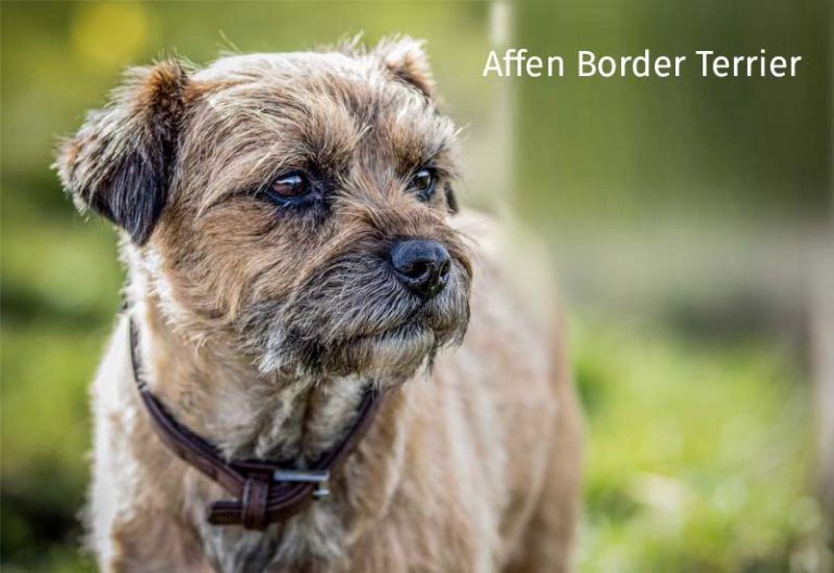 Affen Border Terrier A Playful and Loyal Crossbreed Companion