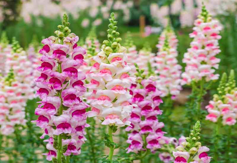 Pink Snapdragon Lucky Lips