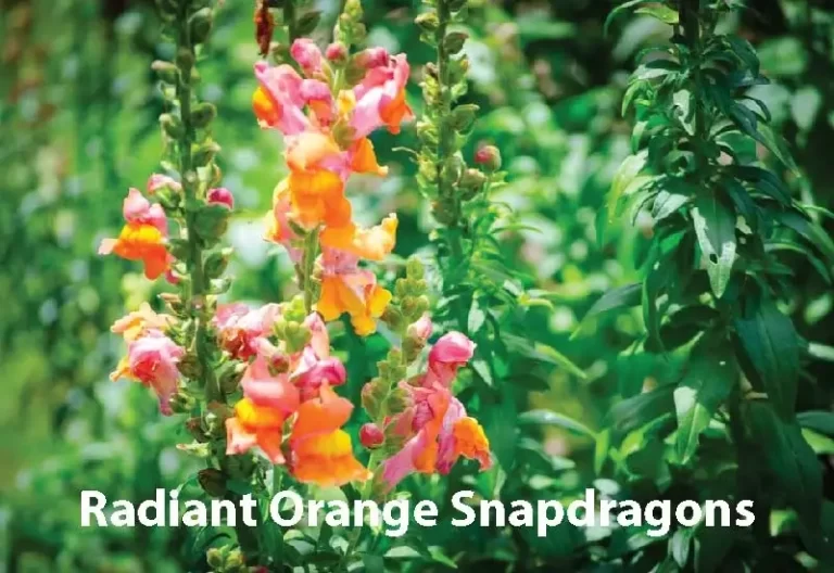 Radiant Orange Snapdragons: Nature’s Vibrant Delight