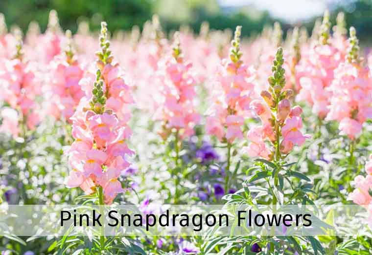 Pink Snapdragon Flowers: Nature’s Delicate Beauties