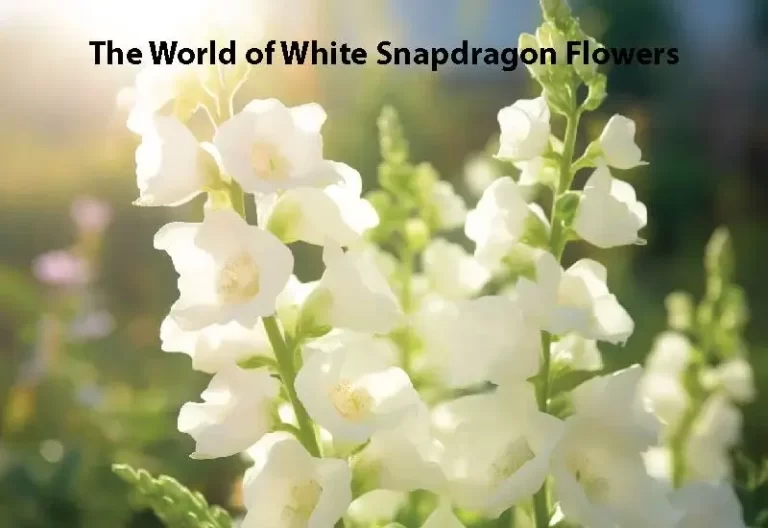 The World of White Snapdragon Flowers