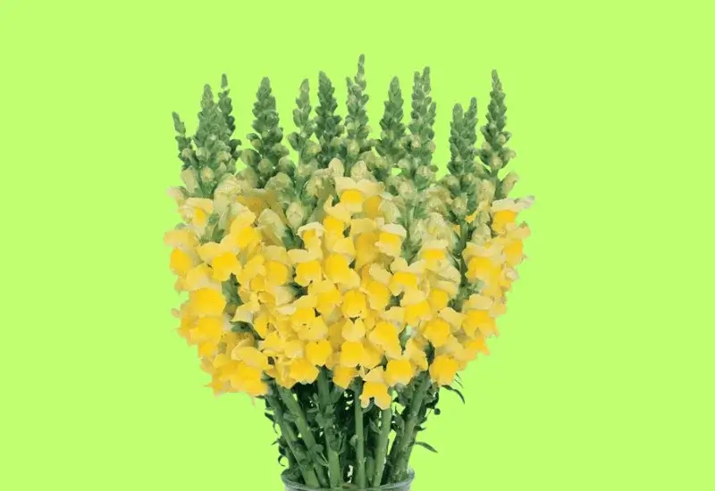 Candy Top Yellow Snapdragon