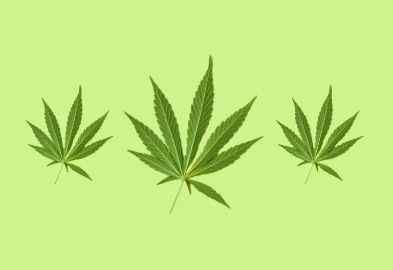 Navigating the Genetics of Hybrid Female Cannabis Strains